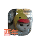わが家のスコタン（個別スタンプ：30）