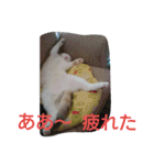 わが家のスコタン（個別スタンプ：32）