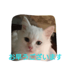 わが家のマフィン（個別スタンプ：4）