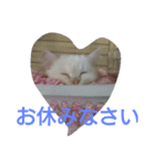 わが家のマフィン（個別スタンプ：5）