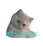 わが家のマフィン（個別スタンプ：10）