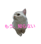 わが家のマフィン（個別スタンプ：11）