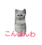 わが家のマフィン（個別スタンプ：12）