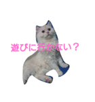 わが家のマフィン（個別スタンプ：13）