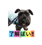 黒シュナおときち vol.3 (博多弁)（個別スタンプ：1）