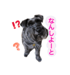 黒シュナおときち vol.3 (博多弁)（個別スタンプ：4）