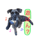 黒シュナおときち vol.3 (博多弁)（個別スタンプ：5）