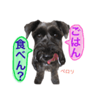 黒シュナおときち vol.3 (博多弁)（個別スタンプ：6）