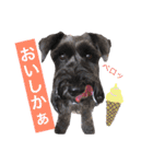 黒シュナおときち vol.3 (博多弁)（個別スタンプ：7）