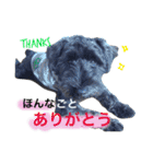 黒シュナおときち vol.3 (博多弁)（個別スタンプ：8）