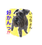 黒シュナおときち vol.3 (博多弁)（個別スタンプ：10）
