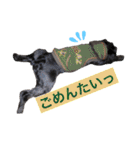 黒シュナおときち vol.3 (博多弁)（個別スタンプ：11）