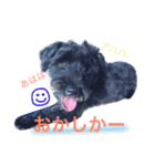 黒シュナおときち vol.3 (博多弁)（個別スタンプ：13）