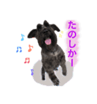 黒シュナおときち vol.3 (博多弁)（個別スタンプ：14）
