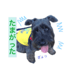 黒シュナおときち vol.3 (博多弁)（個別スタンプ：15）