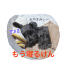 黒シュナおときち vol.3 (博多弁)（個別スタンプ：22）