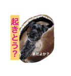 黒シュナおときち vol.3 (博多弁)（個別スタンプ：23）