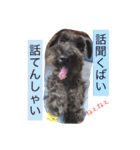 黒シュナおときち vol.3 (博多弁)（個別スタンプ：24）