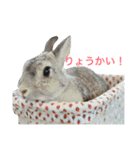 よちみスタンプ（個別スタンプ：16）