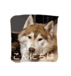 ハスキー犬あんずちゃん（個別スタンプ：1）