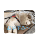 ハスキー犬あんずちゃん（個別スタンプ：2）