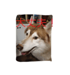 ハスキー犬あんずちゃん（個別スタンプ：3）