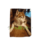 ハスキー犬あんずちゃん（個別スタンプ：4）