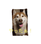 ハスキー犬あんずちゃん（個別スタンプ：5）