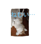ハスキー犬あんずちゃん（個別スタンプ：6）