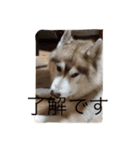 ハスキー犬あんずちゃん（個別スタンプ：8）