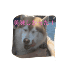 ハスキー犬あんずちゃん（個別スタンプ：9）
