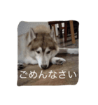 ハスキー犬あんずちゃん（個別スタンプ：10）