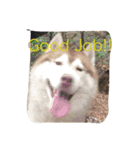 ハスキー犬あんずちゃん（個別スタンプ：11）