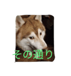 ハスキー犬あんずちゃん（個別スタンプ：12）