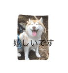 ハスキー犬あんずちゃん（個別スタンプ：13）