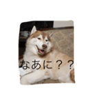 ハスキー犬あんずちゃん（個別スタンプ：14）