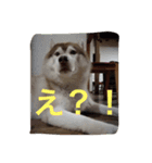 ハスキー犬あんずちゃん（個別スタンプ：15）