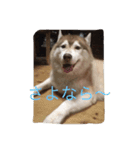 ハスキー犬あんずちゃん（個別スタンプ：16）