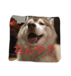 ハスキー犬あんずちゃん（個別スタンプ：17）