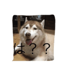 ハスキー犬あんずちゃん（個別スタンプ：18）