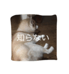 ハスキー犬あんずちゃん（個別スタンプ：19）