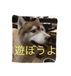 ハスキー犬あんずちゃん（個別スタンプ：20）