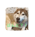 ハスキー犬あんずちゃん（個別スタンプ：21）