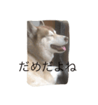 ハスキー犬あんずちゃん（個別スタンプ：23）