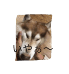 ハスキー犬あんずちゃん（個別スタンプ：24）