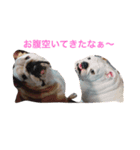 ブルドッグ編（個別スタンプ：1）