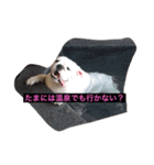 ブルドッグ編（個別スタンプ：5）