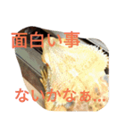怒涛のトカゲラッシュ（個別スタンプ：9）