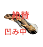怒涛のトカゲラッシュ（個別スタンプ：11）