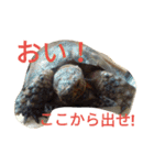 怒涛のトカゲラッシュ（個別スタンプ：24）